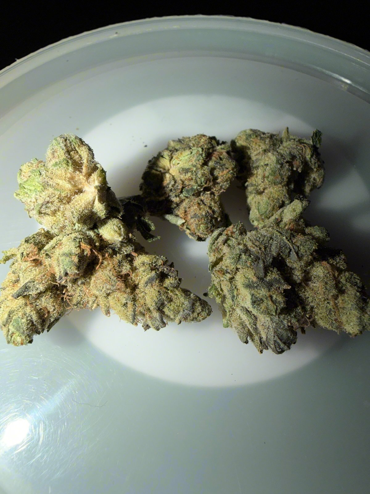 Original Z x Gush Mints by Good Day Farm — indica hybrid strain